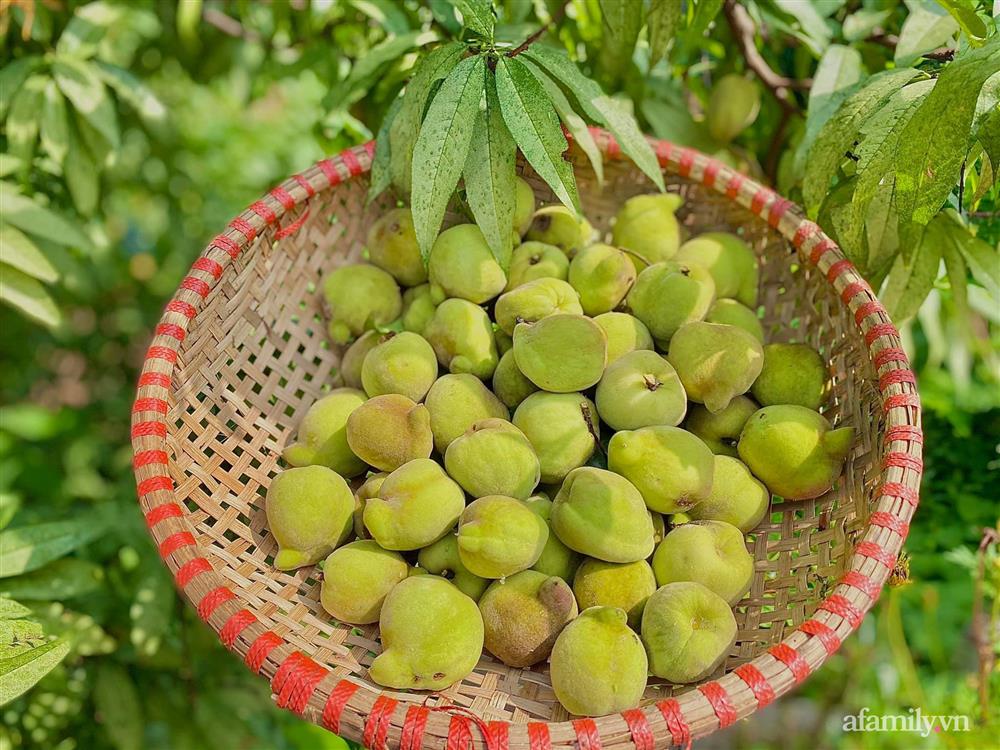 Khu vườn 200m² phủ kín rau xanh, quả sạch không khác gì nông trại của mẹ đảm Quảng Ninh-17