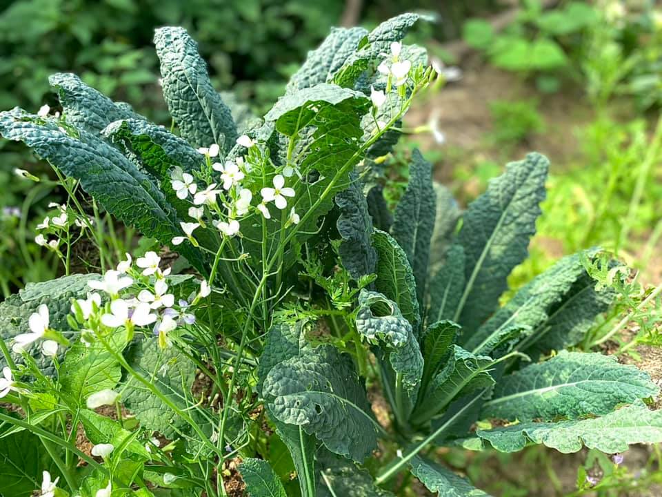 Khu vườn 200m² phủ kín rau xanh, quả sạch không khác gì nông trại của mẹ đảm Quảng Ninh-20