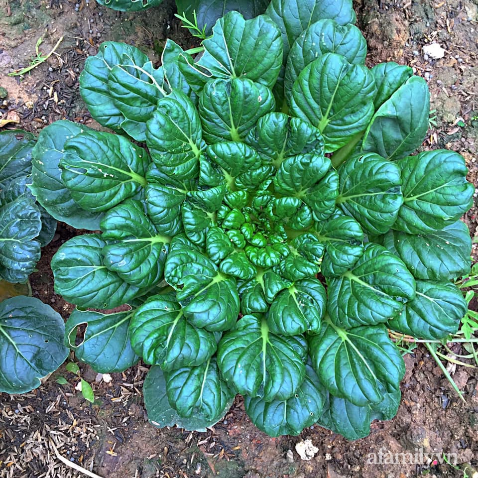 Khu vườn 200m² phủ kín rau xanh, quả sạch không khác gì nông trại của mẹ đảm Quảng Ninh-22