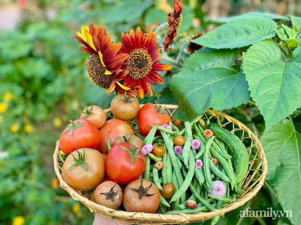 Khu vườn 200m² phủ kín rau xanh, quả sạch không khác gì nông trại của mẹ đảm Quảng Ninh-28