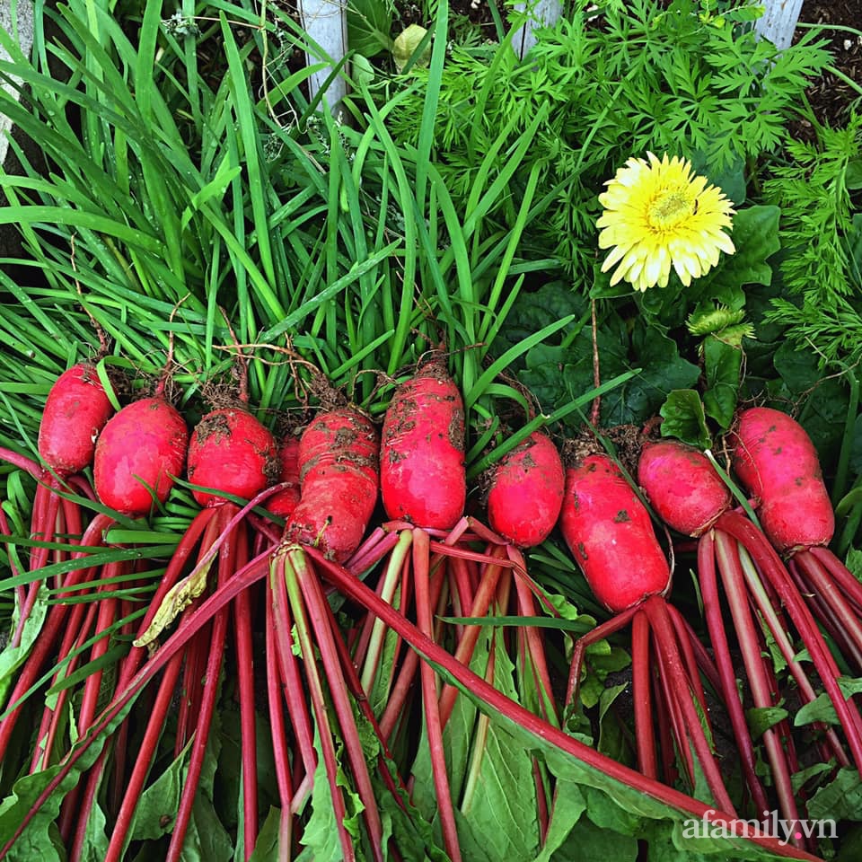 Khu vườn 200m² phủ kín rau xanh, quả sạch không khác gì nông trại của mẹ đảm Quảng Ninh-35