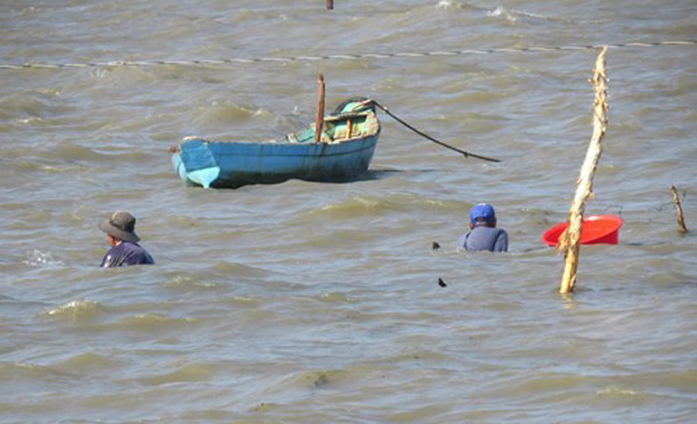 Cận cảnh săn ốc hoàng đế ở Phú Quốc-1