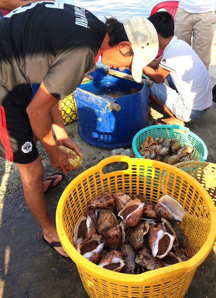 Cận cảnh săn ốc hoàng đế ở Phú Quốc-3