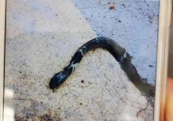 Rắn hổ mang bị dân làng đánh thừa sống thiếu chết, nhờ chiêu bài xảo quyệt đã khiến một người đàn ông rơi vào nguy kịch-2