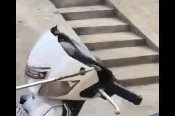 Trận tử chiến giữa vũng nước giữa cầy mangut và rắn hổ mang-1