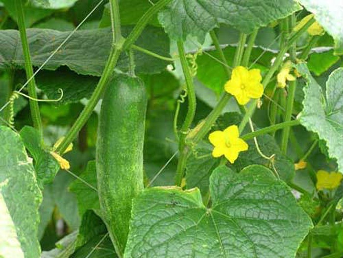 Khi mua rau không nên mua 4 loại này, đến người bán cũng chưa chắc ăn, nhiều người không biết vẫn dùng hàng ngày-4