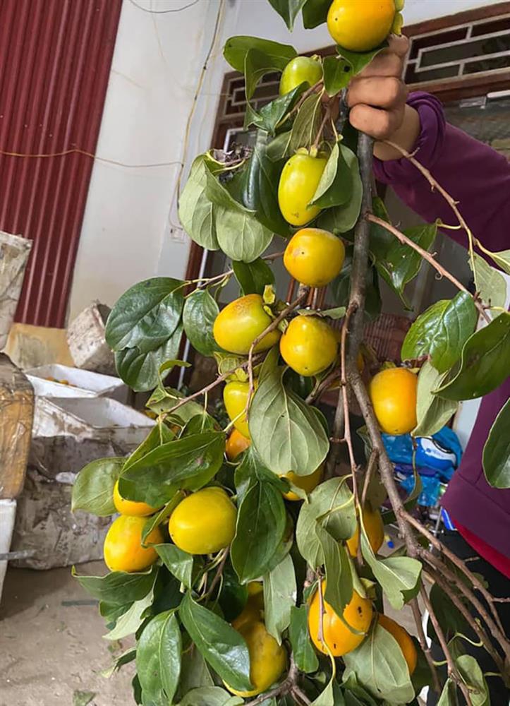 Rước cành hồng quả trên núi về nhà, ngồi chờ chín hái ăn dần-2