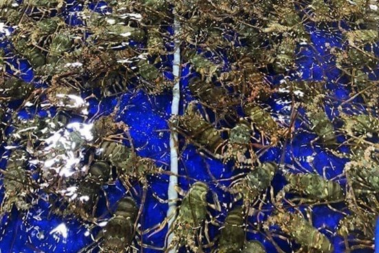 Hải sản về Hà Nội với giá rẻ chưa từng có, người dân 'tranh thủ' ăn 'sang'