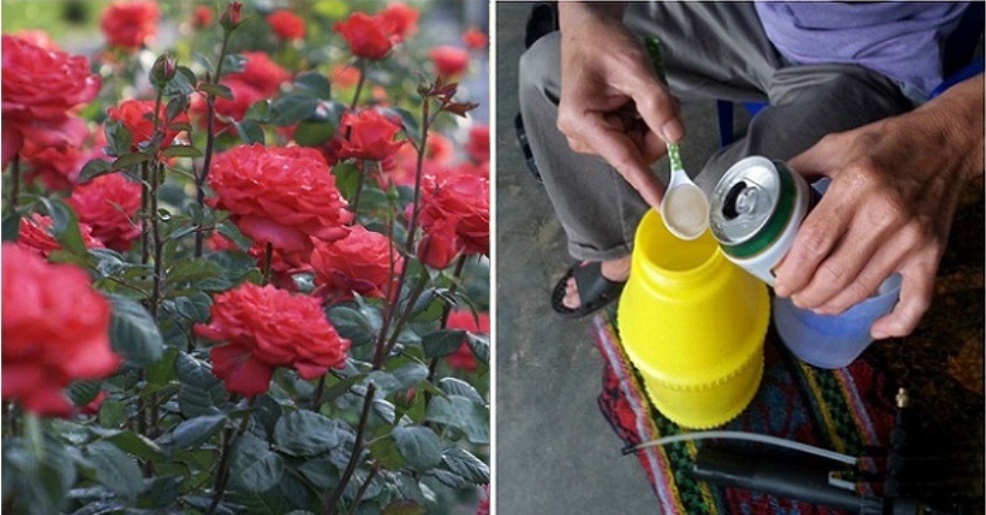 Đổ bia lên bệ cửa sổ, 9/10 người không biết công dụng là gì, học cách để sử dụng cả đời kẻo uổng-5
