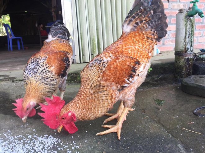 8X người Mường bỏ nghề giáo về quê hốt bạc từ nuôi gà 9 cựa-1