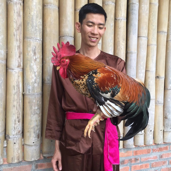 8X người Mường bỏ nghề giáo về quê hốt bạc từ nuôi gà 9 cựa-2