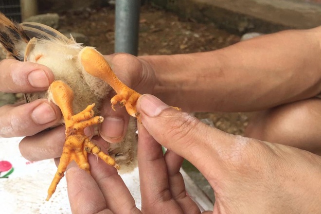 8X người Mường bỏ nghề giáo về quê hốt bạc từ nuôi gà 9 cựa-3