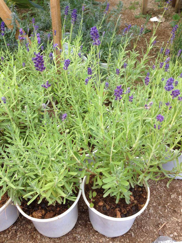 6 loài cây giúp bạn đuổi kiến ba khoang ra khỏi nhà nhanh chóng, hiệu quả, không cần dùng đến hóa chất-2