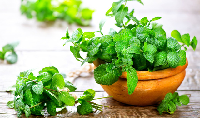 6 loài cây giúp bạn đuổi kiến ba khoang ra khỏi nhà nhanh chóng, hiệu quả, không cần dùng đến hóa chất-3