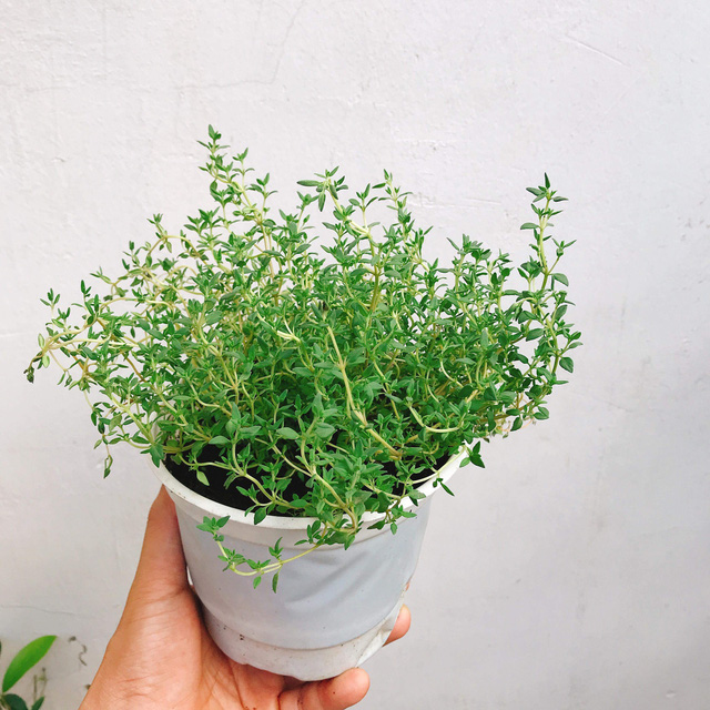 6 loài cây giúp bạn đuổi kiến ba khoang ra khỏi nhà nhanh chóng, hiệu quả, không cần dùng đến hóa chất-4