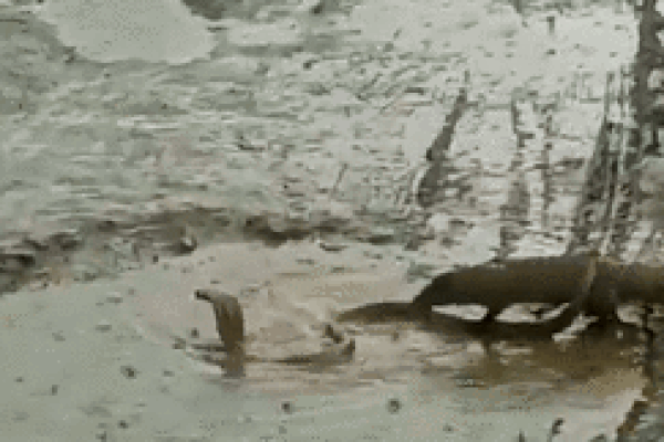 Clip: Bị nắm đuôi, rắn hổ mang chúa dọa người đàn ông sợ mất mật-1