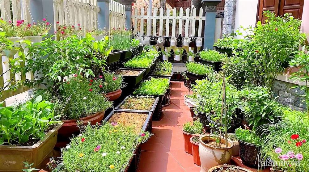 Vườn rau chỉ trồng có 1 tháng mà đã tốt tươi xanh um đến khó tin của cô gái trẻ ở Phú Thọ-1