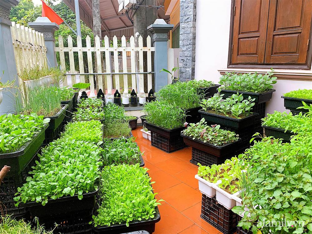 Vườn rau chỉ trồng có 1 tháng mà đã tốt tươi xanh um đến khó tin của cô gái trẻ ở Phú Thọ-2