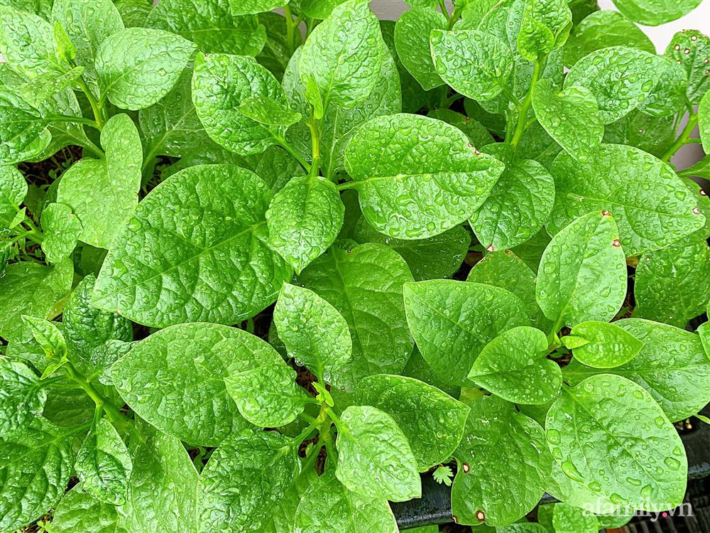 Vườn rau chỉ trồng có 1 tháng mà đã tốt tươi xanh um đến khó tin của cô gái trẻ ở Phú Thọ-5