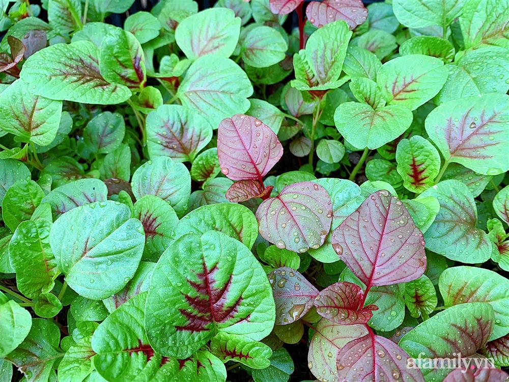 Vườn rau chỉ trồng có 1 tháng mà đã tốt tươi xanh um đến khó tin của cô gái trẻ ở Phú Thọ-6