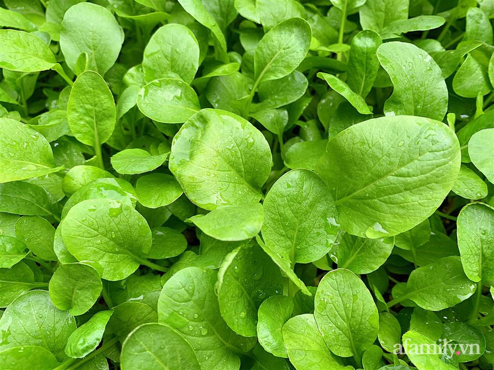 Vườn rau chỉ trồng có 1 tháng mà đã tốt tươi xanh um đến khó tin của cô gái trẻ ở Phú Thọ-7