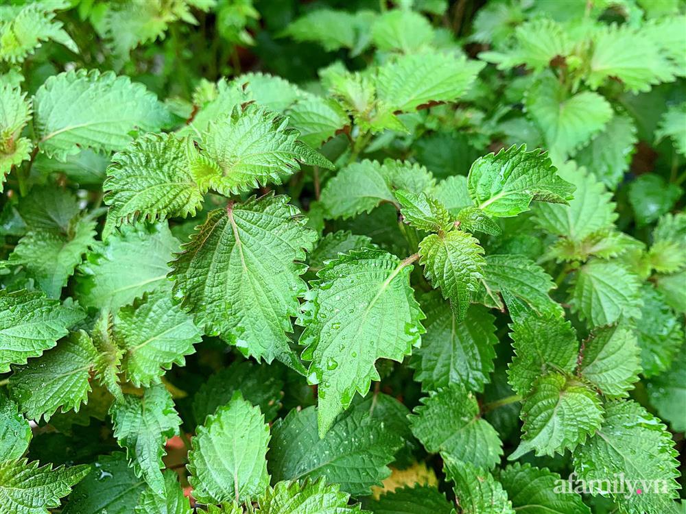 Vườn rau chỉ trồng có 1 tháng mà đã tốt tươi xanh um đến khó tin của cô gái trẻ ở Phú Thọ-8