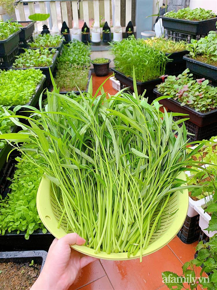 Vườn rau chỉ trồng có 1 tháng mà đã tốt tươi xanh um đến khó tin của cô gái trẻ ở Phú Thọ-10