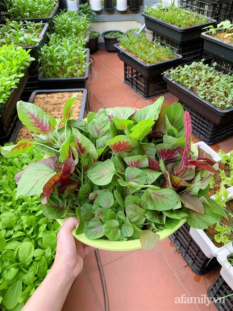 Vườn rau chỉ trồng có 1 tháng mà đã tốt tươi xanh um đến khó tin của cô gái trẻ ở Phú Thọ-11