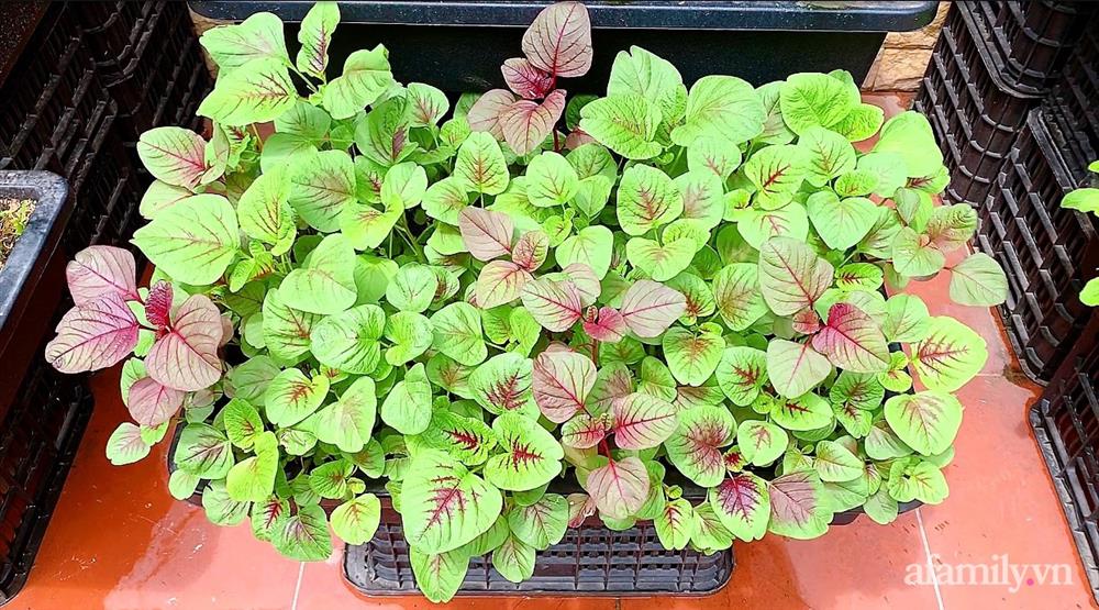 Vườn rau chỉ trồng có 1 tháng mà đã tốt tươi xanh um đến khó tin của cô gái trẻ ở Phú Thọ-12