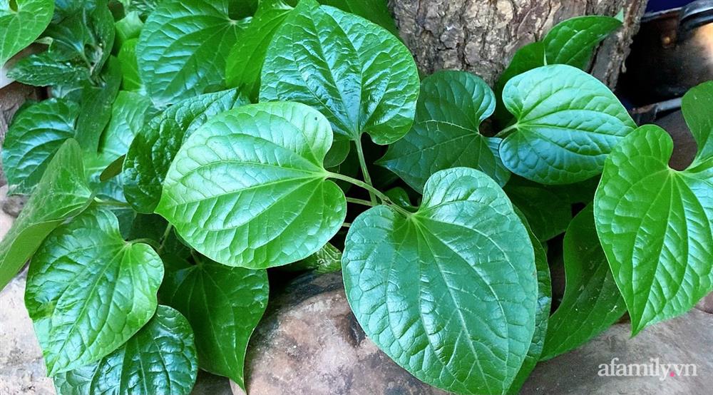 Vườn rau chỉ trồng có 1 tháng mà đã tốt tươi xanh um đến khó tin của cô gái trẻ ở Phú Thọ-13