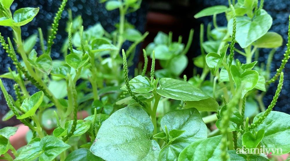 Vườn rau chỉ trồng có 1 tháng mà đã tốt tươi xanh um đến khó tin của cô gái trẻ ở Phú Thọ-14