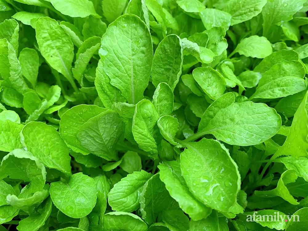 Vườn rau chỉ trồng có 1 tháng mà đã tốt tươi xanh um đến khó tin của cô gái trẻ ở Phú Thọ-15