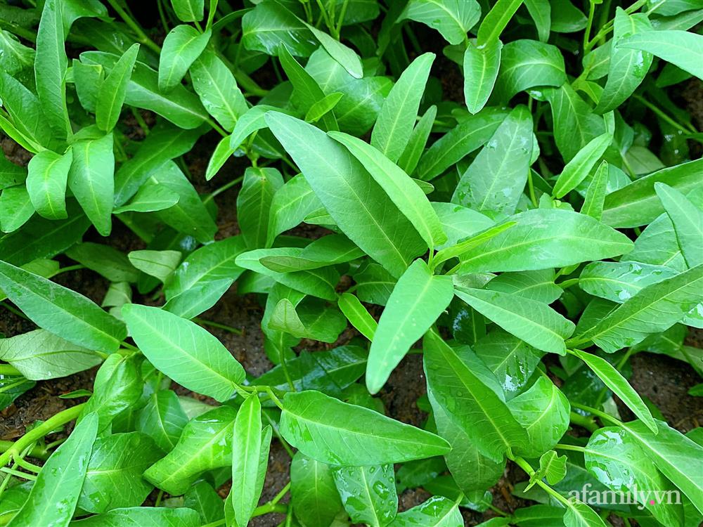 Vườn rau chỉ trồng có 1 tháng mà đã tốt tươi xanh um đến khó tin của cô gái trẻ ở Phú Thọ-16