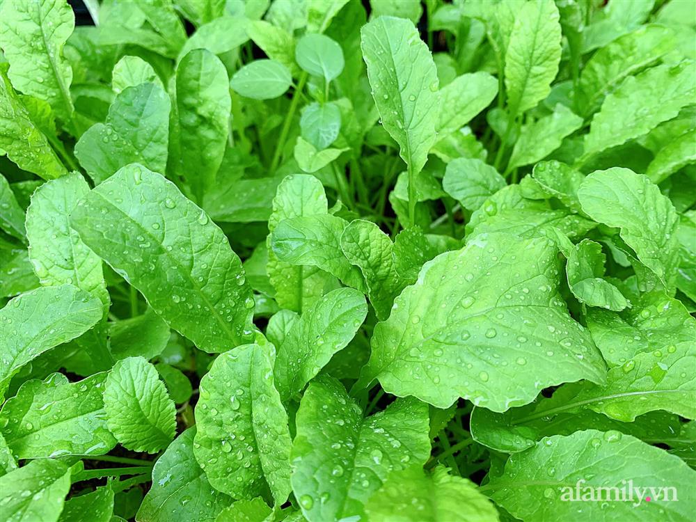 Vườn rau chỉ trồng có 1 tháng mà đã tốt tươi xanh um đến khó tin của cô gái trẻ ở Phú Thọ-17