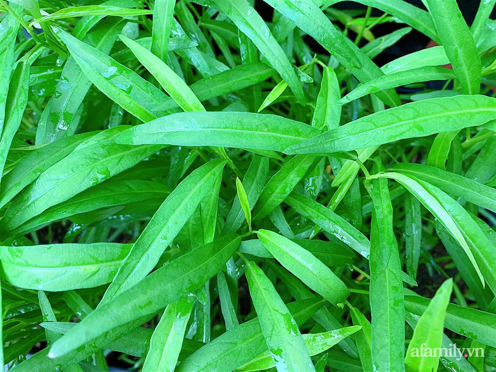 Vườn rau chỉ trồng có 1 tháng mà đã tốt tươi xanh um đến khó tin của cô gái trẻ ở Phú Thọ-18