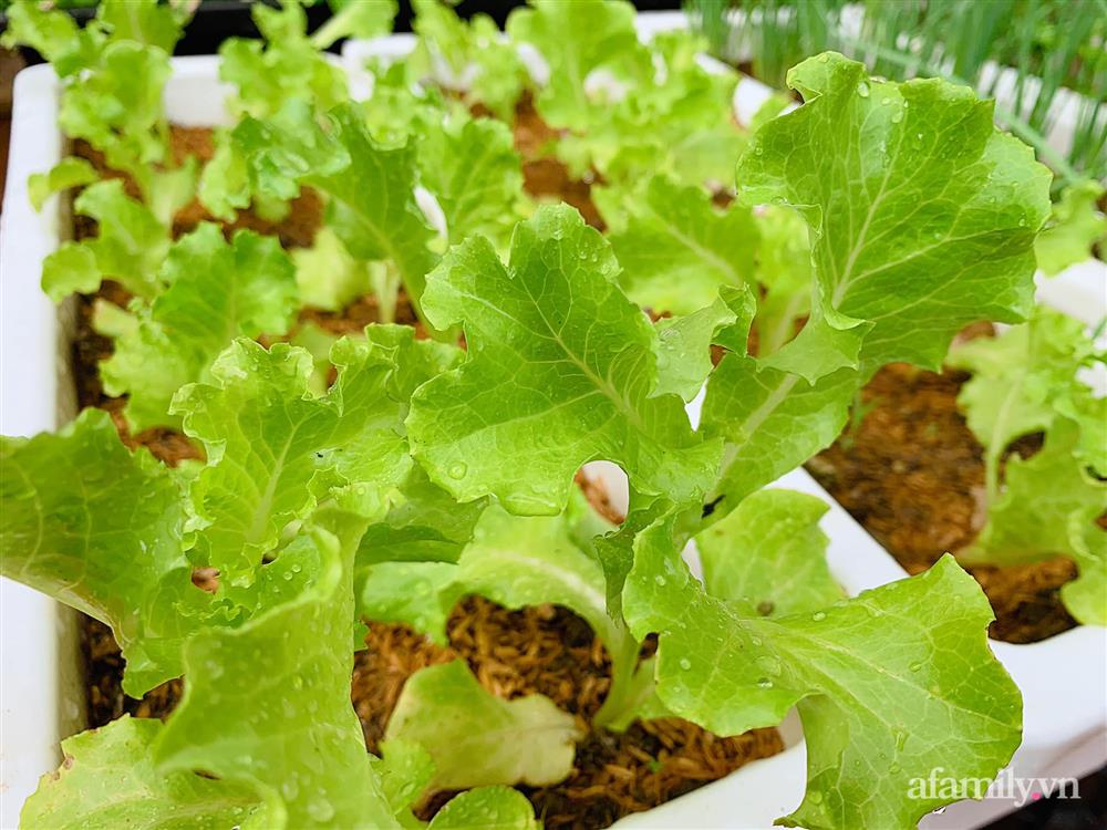 Vườn rau chỉ trồng có 1 tháng mà đã tốt tươi xanh um đến khó tin của cô gái trẻ ở Phú Thọ-19