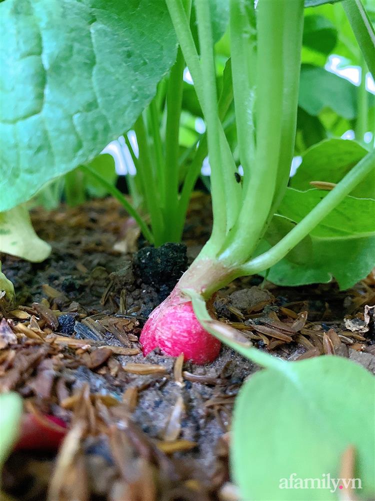 Vườn rau chỉ trồng có 1 tháng mà đã tốt tươi xanh um đến khó tin của cô gái trẻ ở Phú Thọ-9