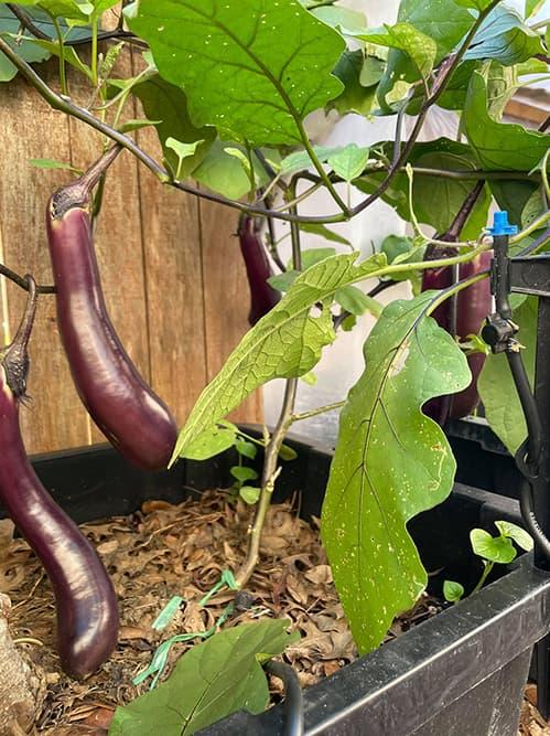 Ngắm vườn rau 350 m2 của ca sĩ Quách Thành Danh ở Mỹ-10