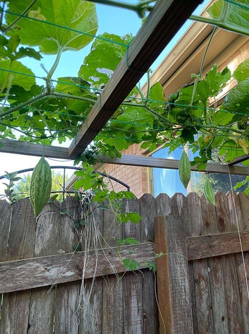 Ngắm vườn rau 350 m2 của ca sĩ Quách Thành Danh ở Mỹ-11