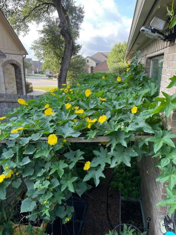 Ngắm vườn rau 350 m2 của ca sĩ Quách Thành Danh ở Mỹ-2