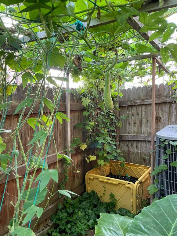 Ngắm vườn rau 350 m2 của ca sĩ Quách Thành Danh ở Mỹ-3