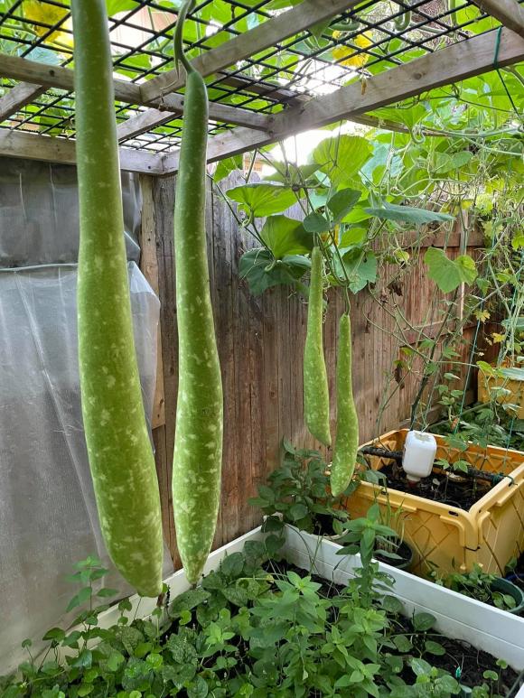 Ngắm vườn rau 350 m2 của ca sĩ Quách Thành Danh ở Mỹ-5