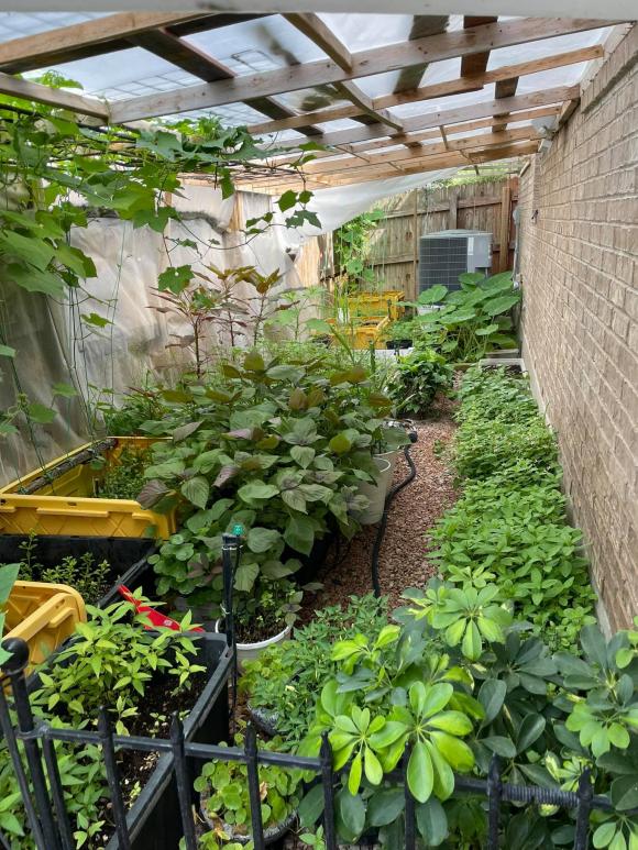 Ngắm vườn rau 350 m2 của ca sĩ Quách Thành Danh ở Mỹ-6