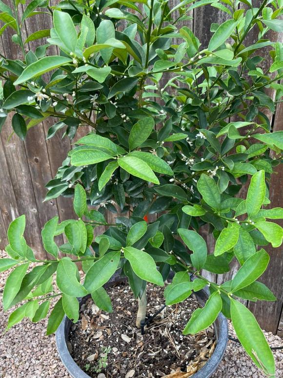 Ngắm vườn rau 350 m2 của ca sĩ Quách Thành Danh ở Mỹ-7