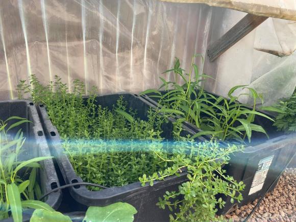 Ngắm vườn rau 350 m2 của ca sĩ Quách Thành Danh ở Mỹ-8