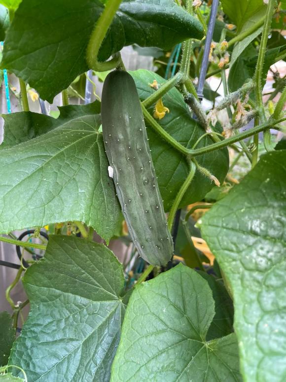 Ngắm vườn rau 350 m2 của ca sĩ Quách Thành Danh ở Mỹ-9