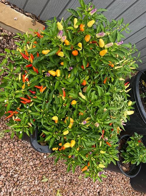 Ngắm vườn rau 350 m2 của ca sĩ Quách Thành Danh ở Mỹ-14