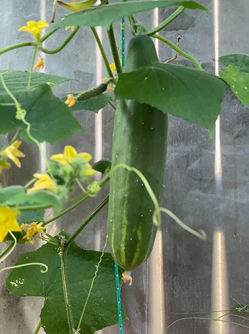 Ngắm vườn rau 350 m2 của ca sĩ Quách Thành Danh ở Mỹ-15