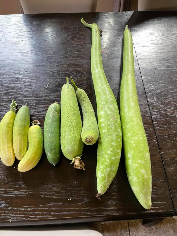 Ngắm vườn rau 350 m2 của ca sĩ Quách Thành Danh ở Mỹ-16