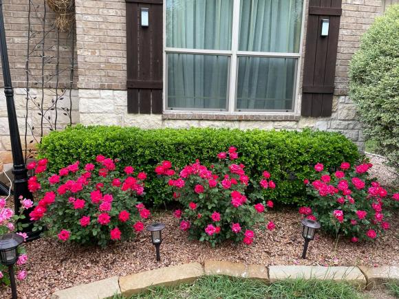 Ngắm vườn rau 350 m2 của ca sĩ Quách Thành Danh ở Mỹ-20